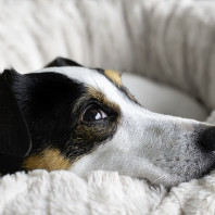 Zoo Market פתח תקווה